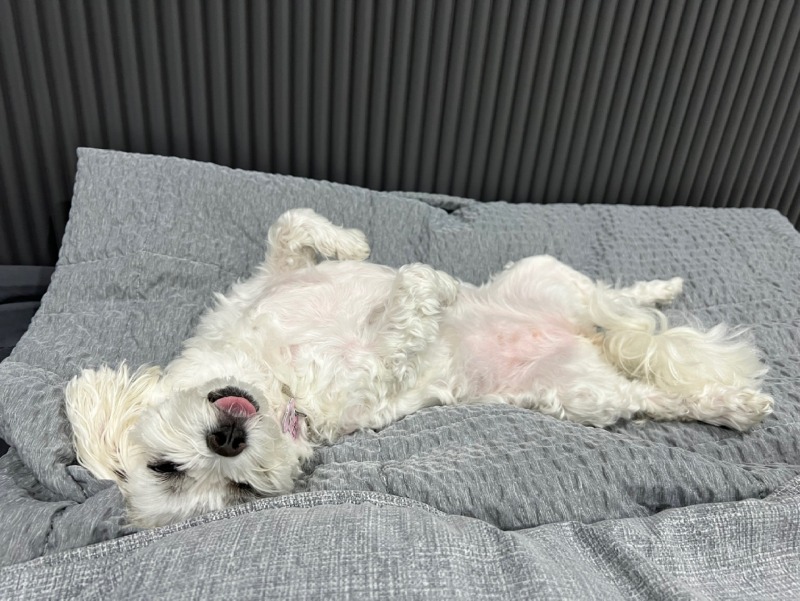 퇴근 후 애들이랑 뒹굴뒹굴ㅎㅎㅋㅋ