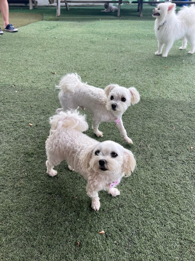 경상북도 칠곡에 위치한 프렌드도그파크 방문후기