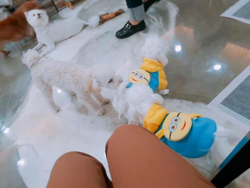 미니언즈와 카페방문 ㅎㅎㅎ