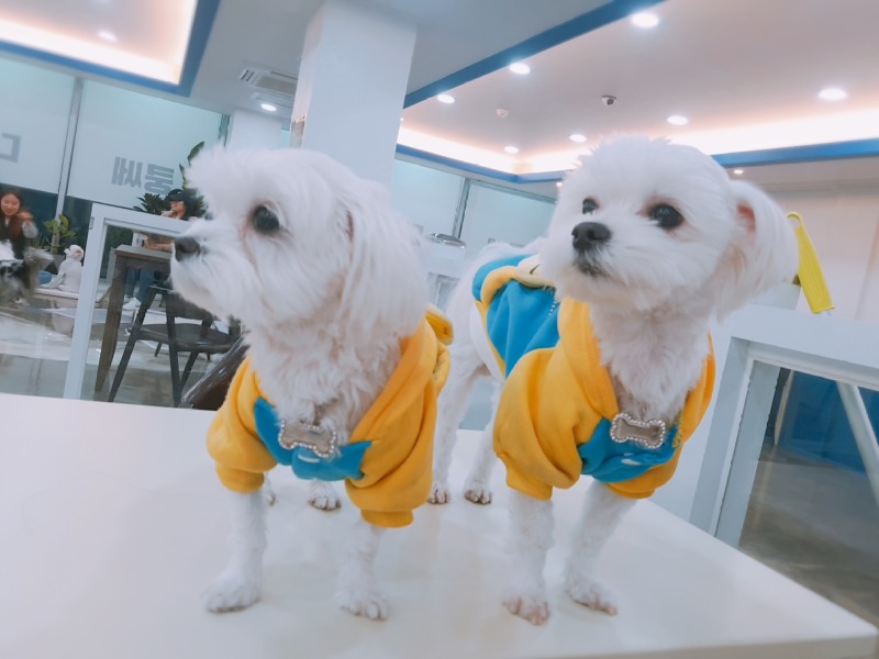 미니언즈와 카페방문 ㅎㅎㅎ