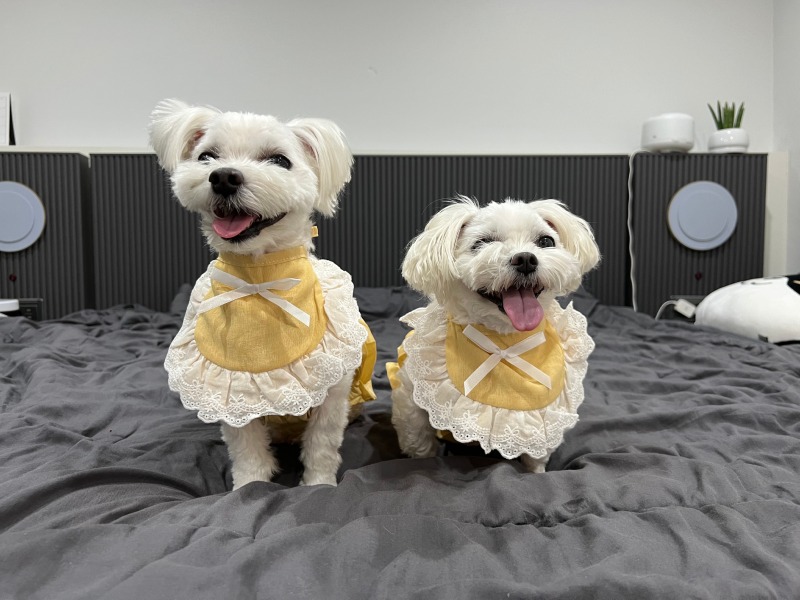 쇼핑끝난 콩쫑이 