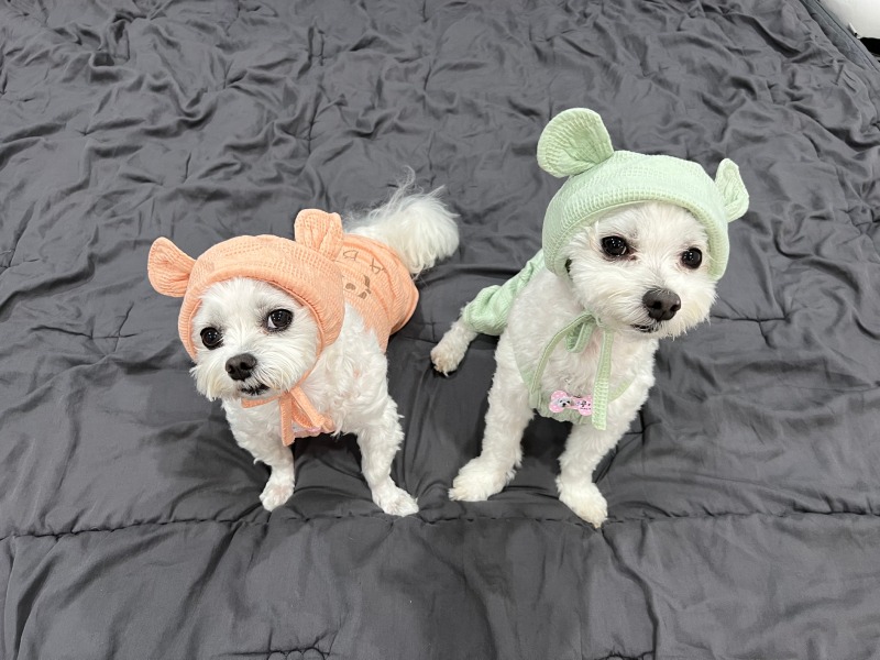 쇼핑끝난 콩쫑이 