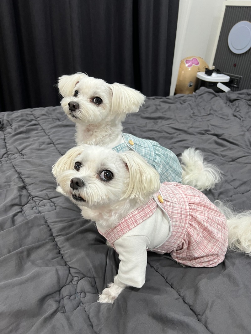 쇼핑끝난 콩쫑이 