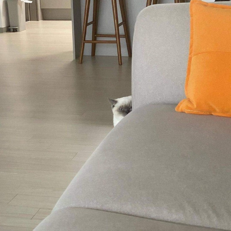 나를 감시하는 친구네 집 고양이 