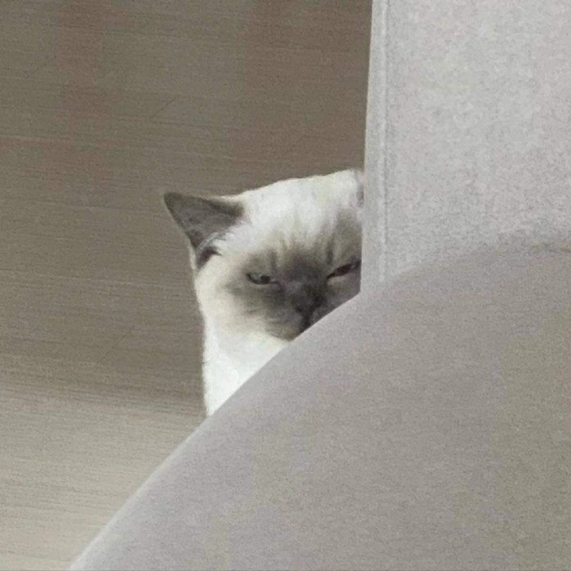 나를 감시하는 친구네 집 고양이 