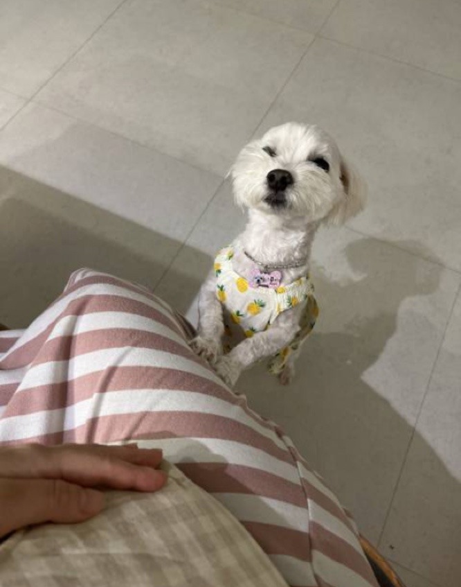 콩쫑이의 포대기 쟁탈전 !!
