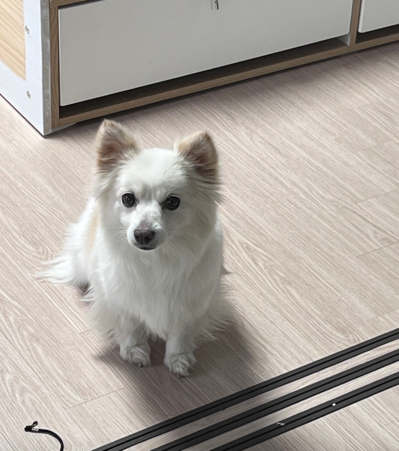 짧은털? 복슬복슬한 털? ㅎㅎ