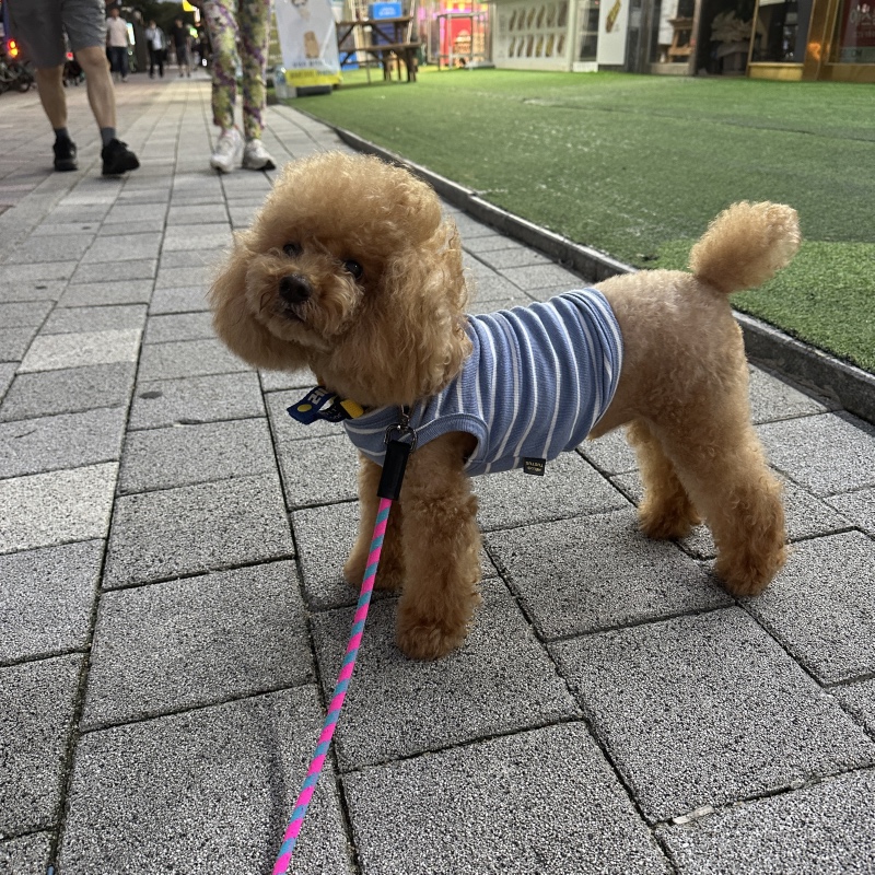 산책은 즐거워
