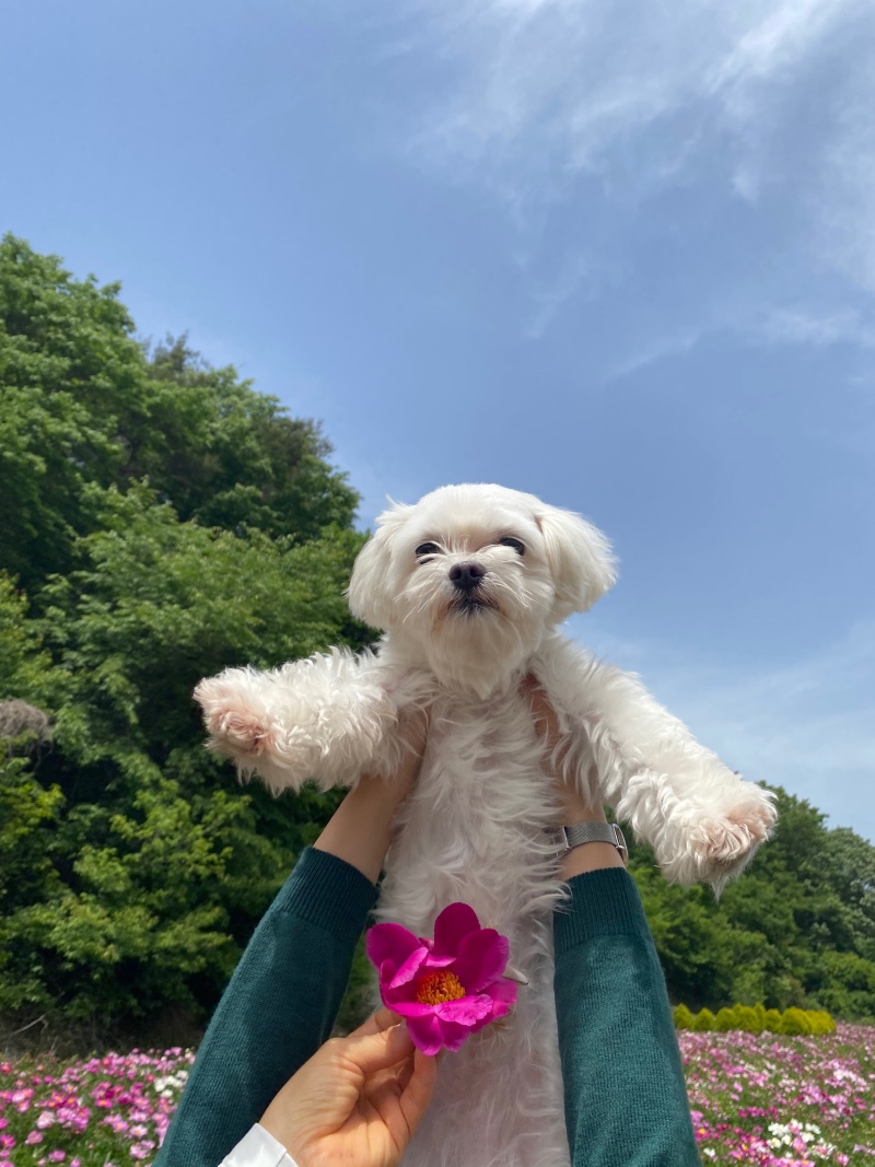 나는 도도