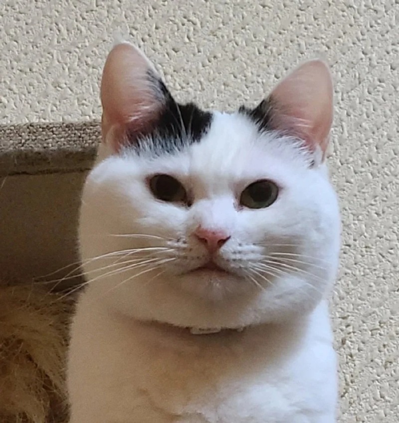 새끼 고양이의 성장과정