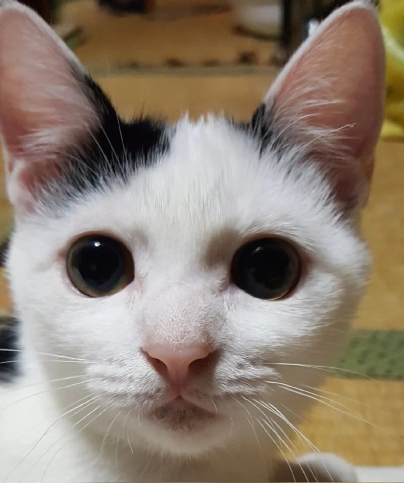 새끼 고양이의 성장과정