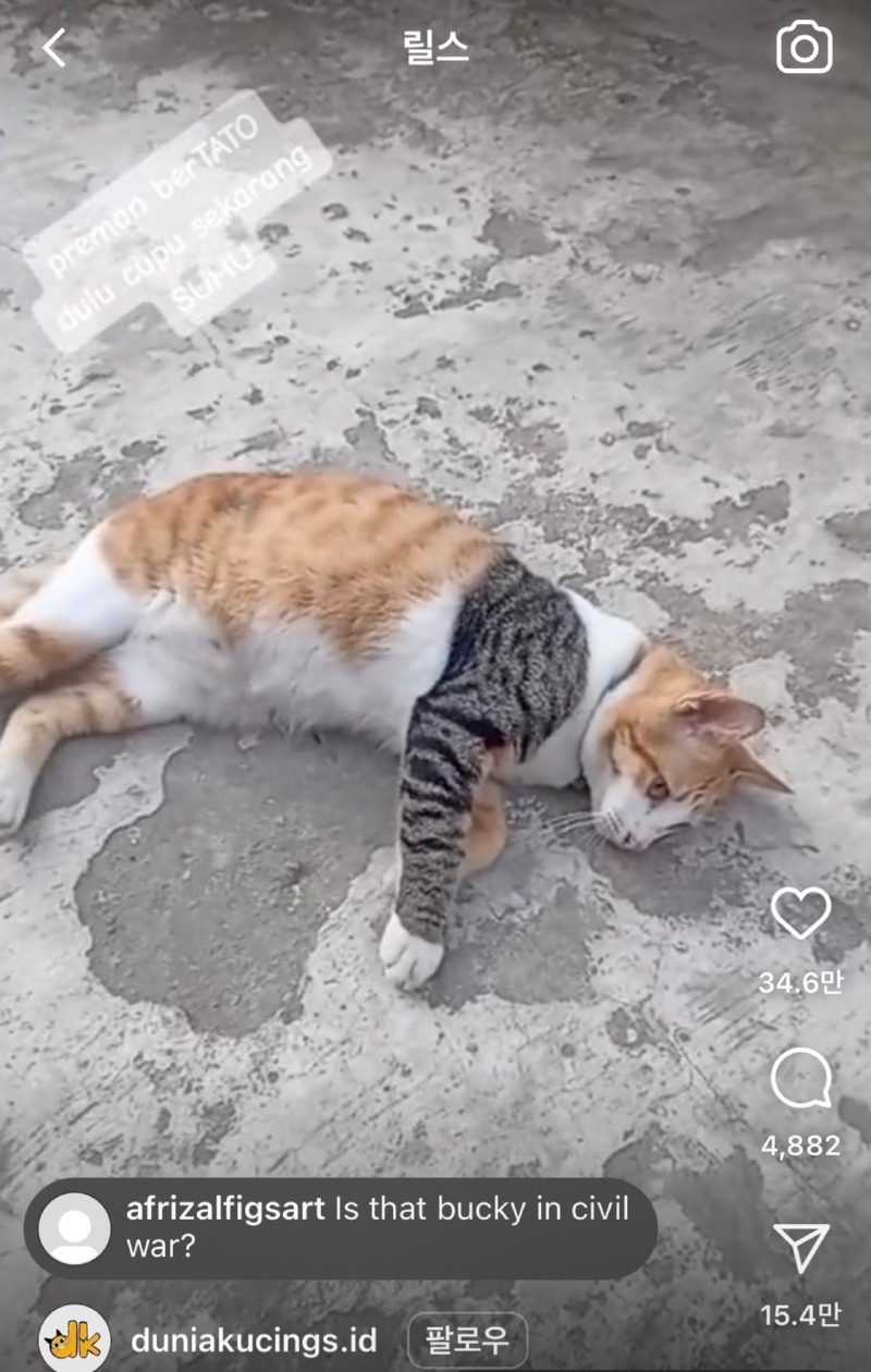윈터솔저 고양이