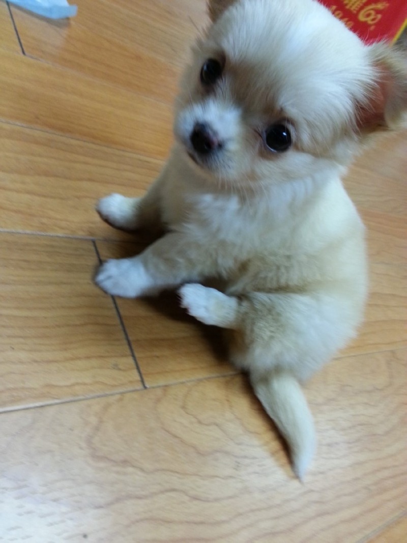 안녕하세요 삐삐 사진 두컷 ㅎㅎ