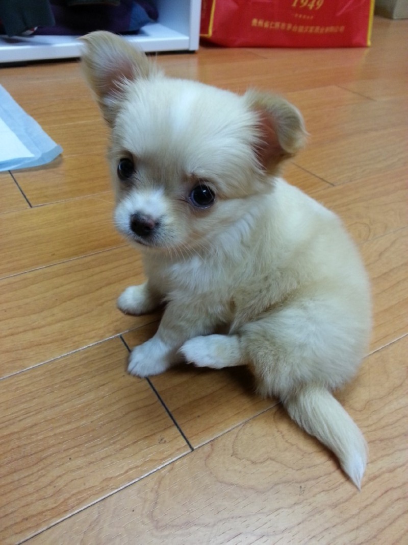 안녕하세요 삐삐 사진 두컷 ㅎㅎ
