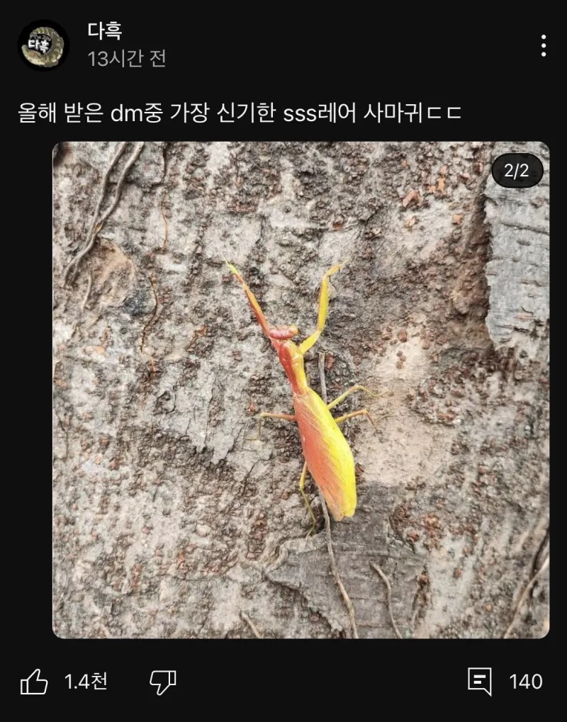 초 희귀 곤충을 제보받은 유튜버 