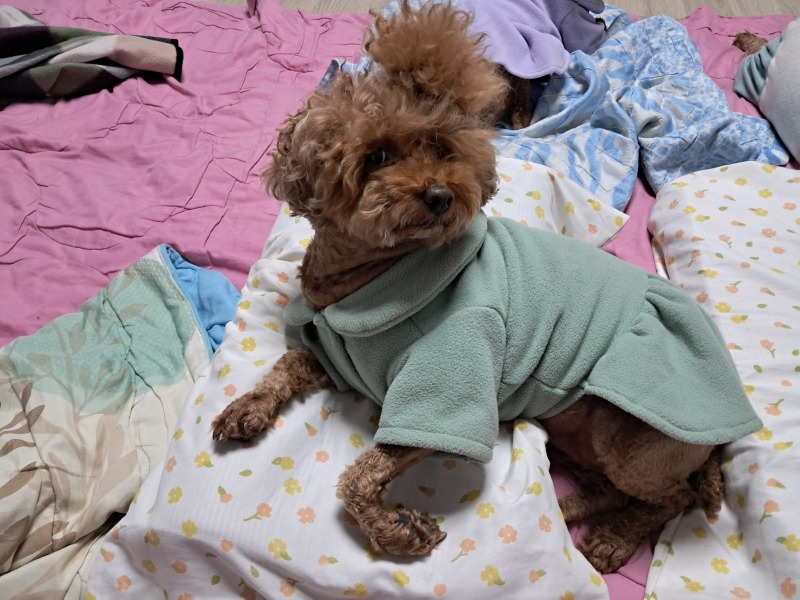 푸들