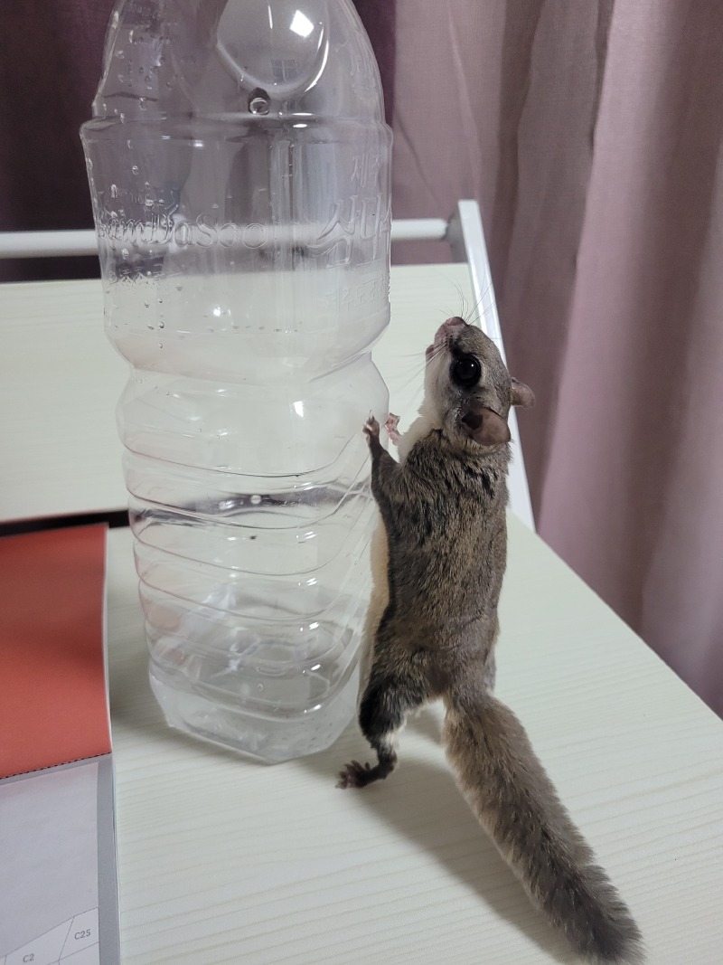 호기심 많은 람쥐,,