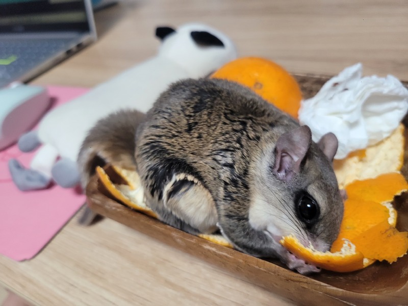 호기심 많은 람쥐,,