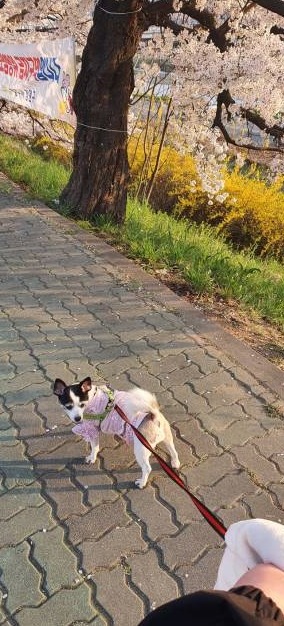내년 12살 흔한 강아지 외모