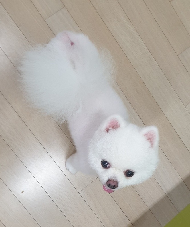설빙이