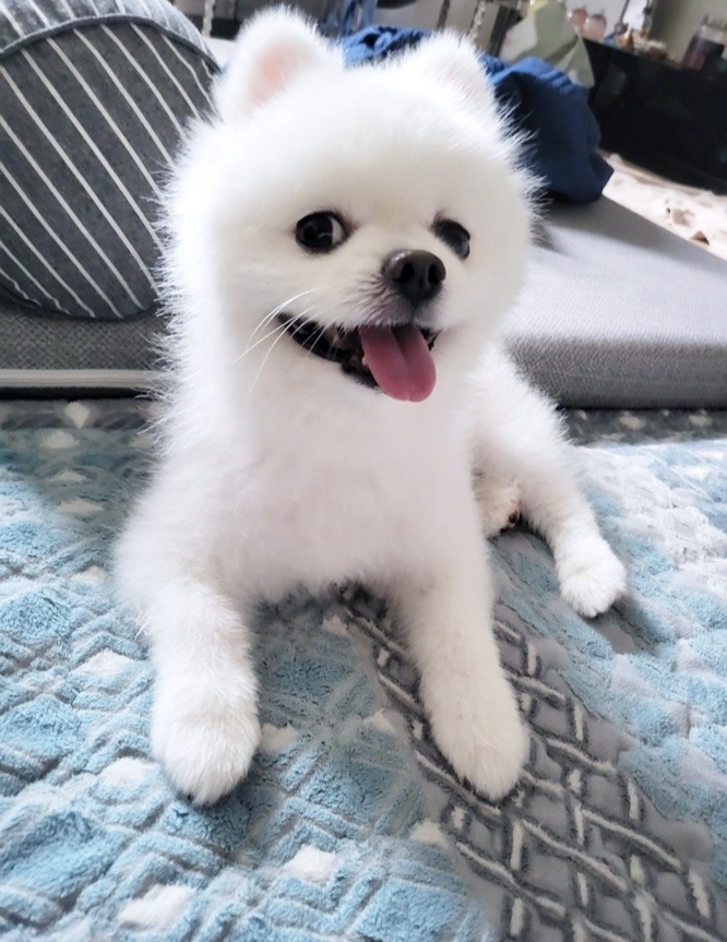 설빙이