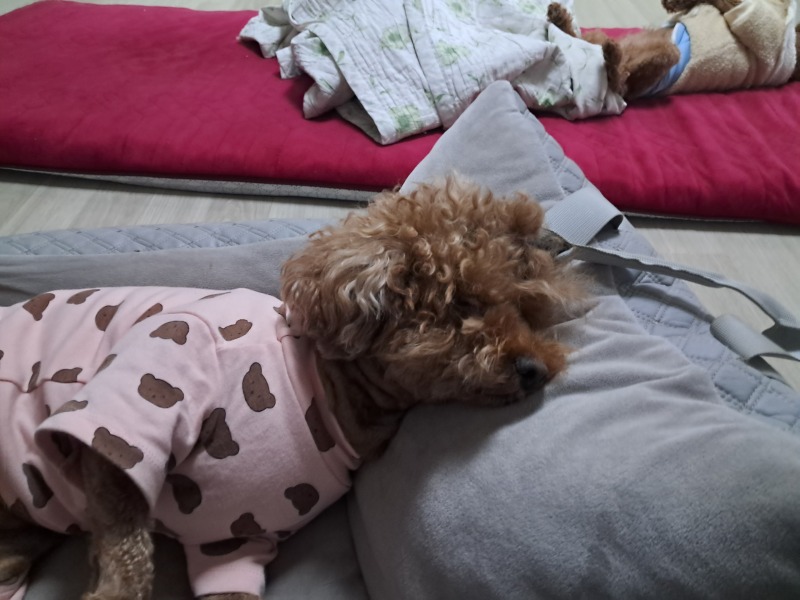 푸들