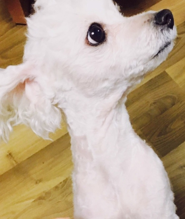 저희집 백설이 사진폭탄 투하