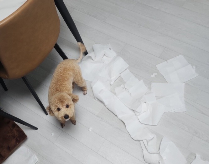 초코초코초코