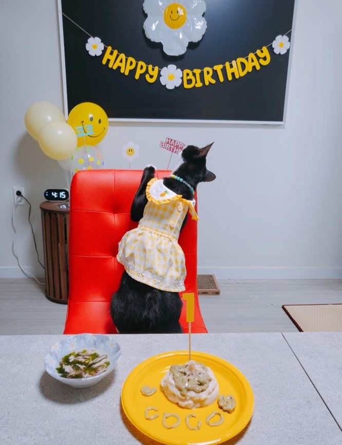 코코 생일이랍니다^^