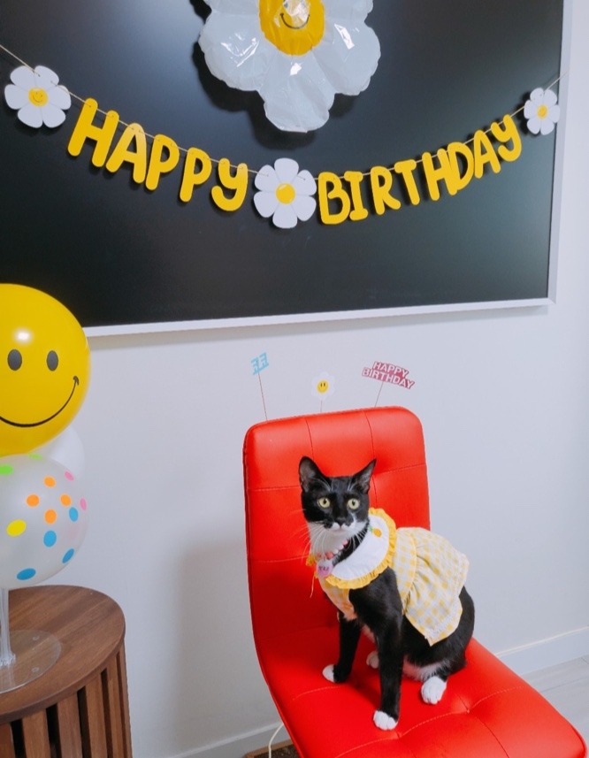 코코 생일이랍니다^^