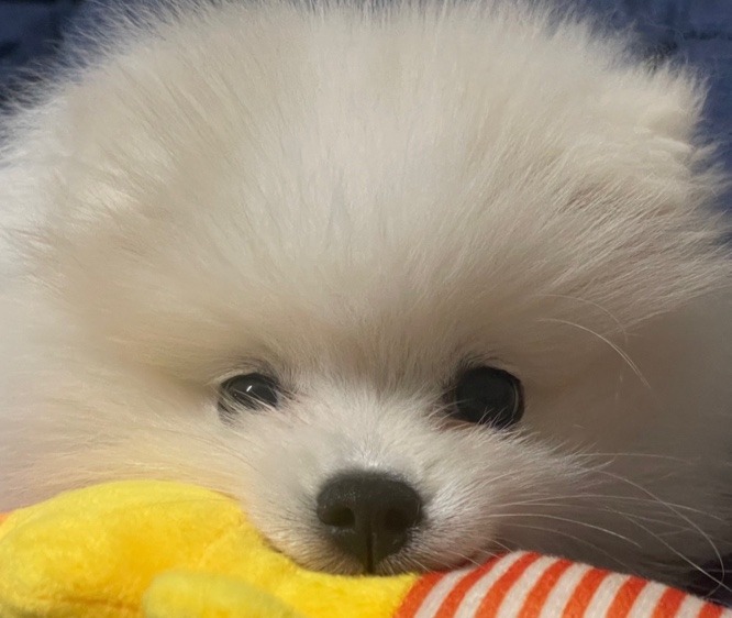 겸둥이 미코 근접샷 투척!!