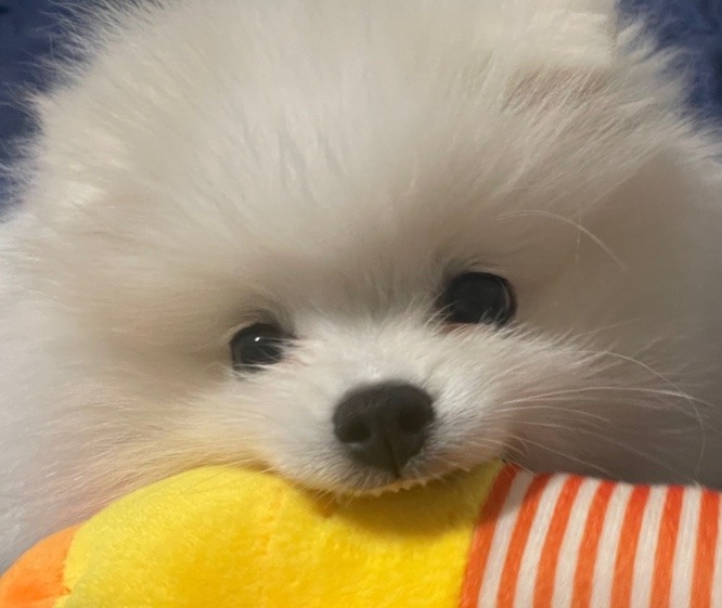 겸둥이 미코 근접샷 투척!!