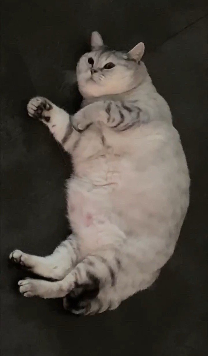 울집 뚱냥이