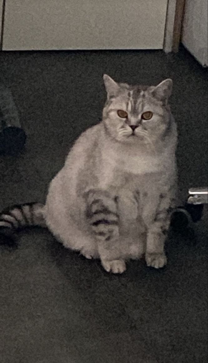 울집 뚱냥이