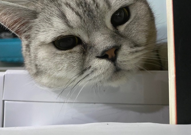 울집 뚱냥이