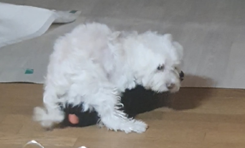 외로운 우리 둥둥이 ㅠㅠ