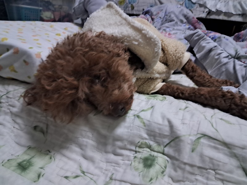 강아지