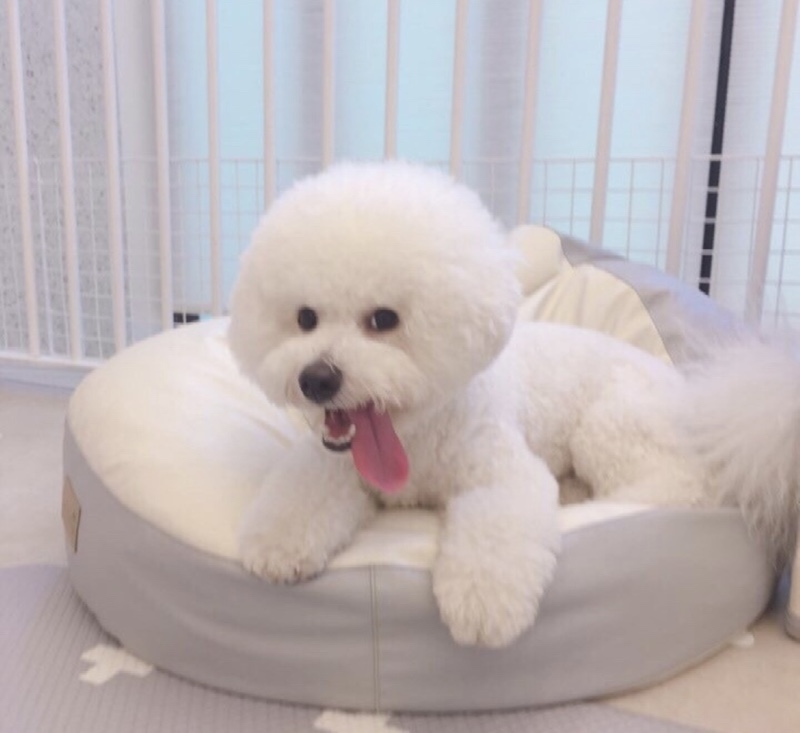 애기와 순천 피카부 강아지유치원에 왔어요 ㅎㅎ