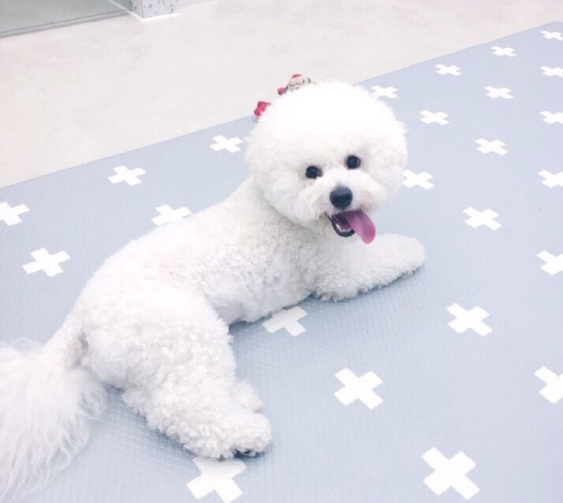 애기와 순천 피카부 강아지유치원에 왔어요 ㅎㅎ