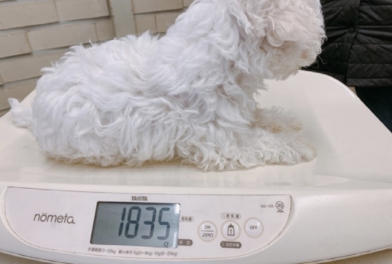 지방놀러갔다가 바로 예방접종맞으러 동물병원에 왔습니당