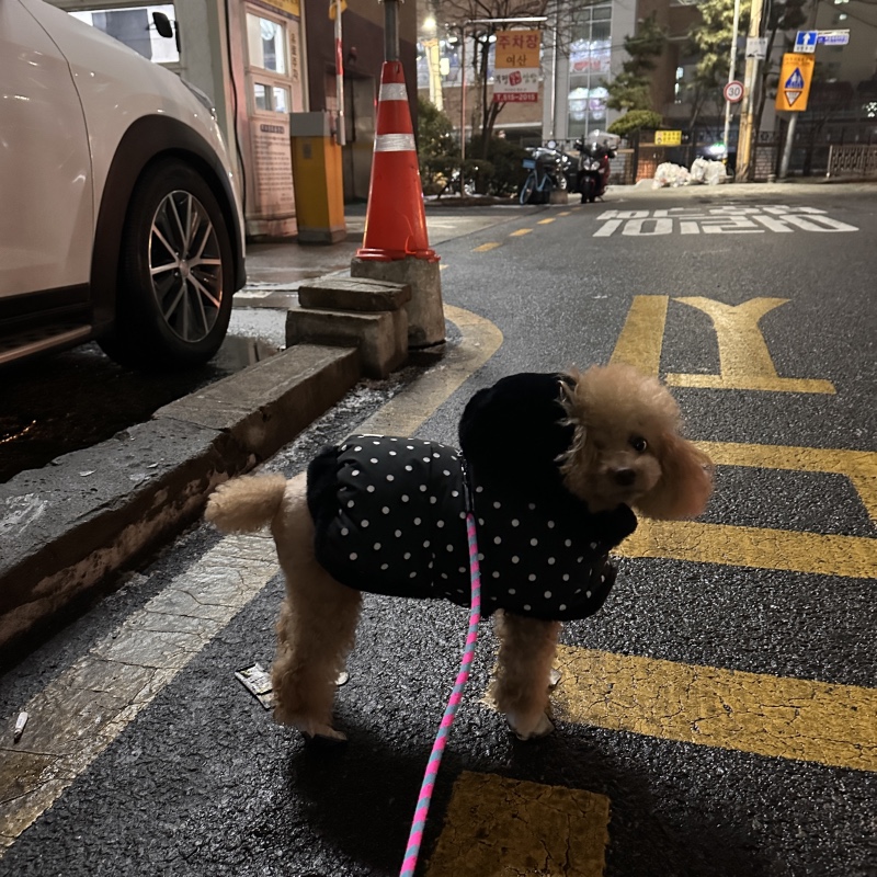 신발신고 산책