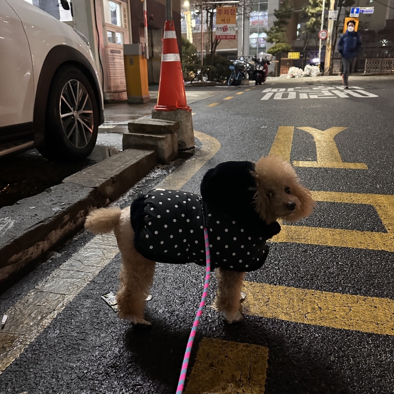 신발신고 산책