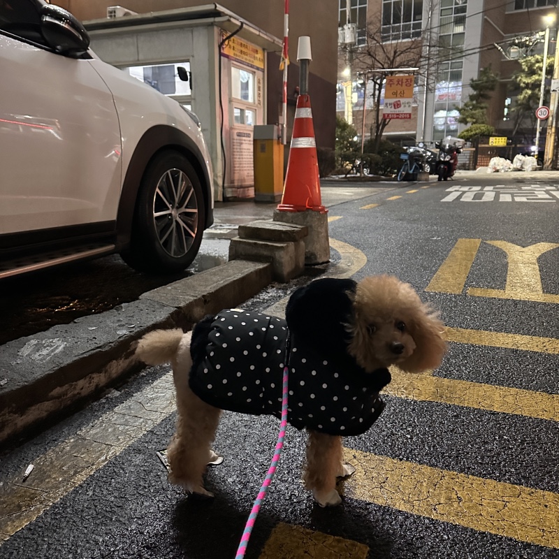 신발신고 산책