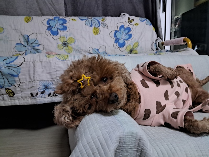 푸들