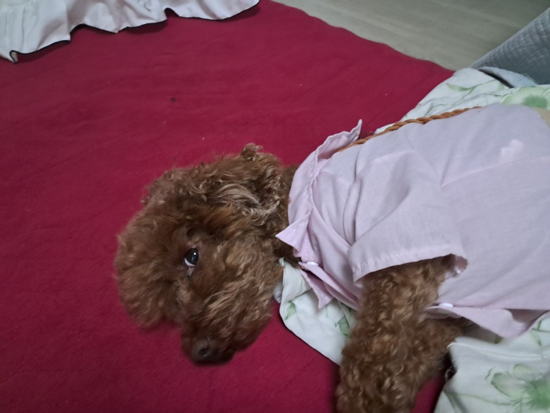 푸들
