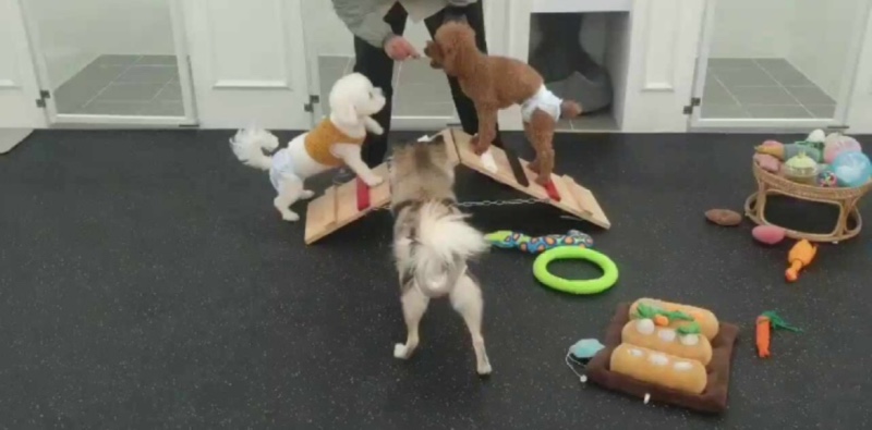 애견호텔 sm펫살롱