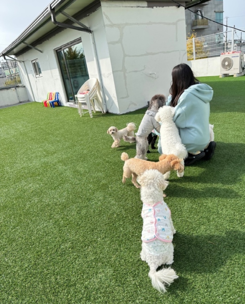 강서구에 위치한 애견유치원이에여