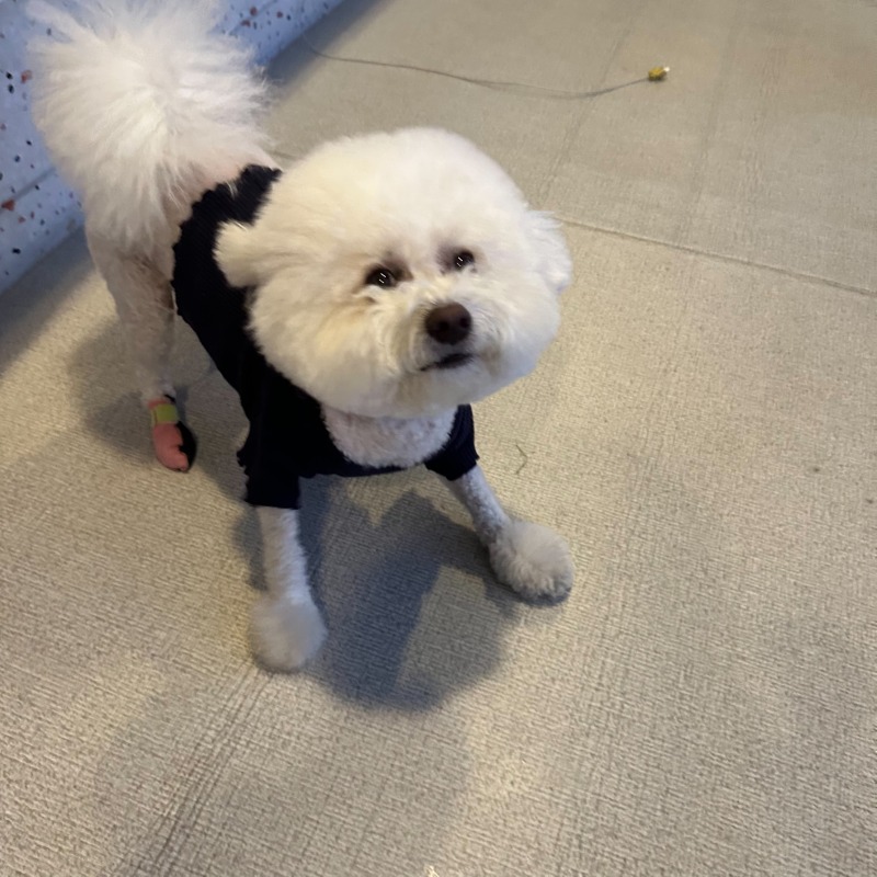 귀여미 모찌 일상