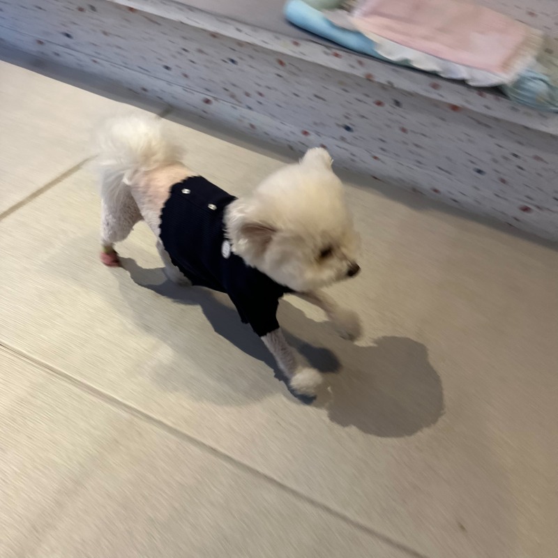 귀여미 모찌 일상