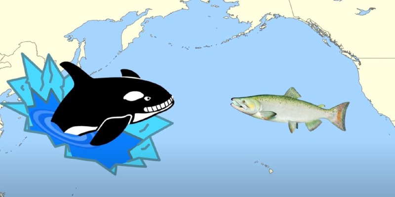 범고래연어.jpg